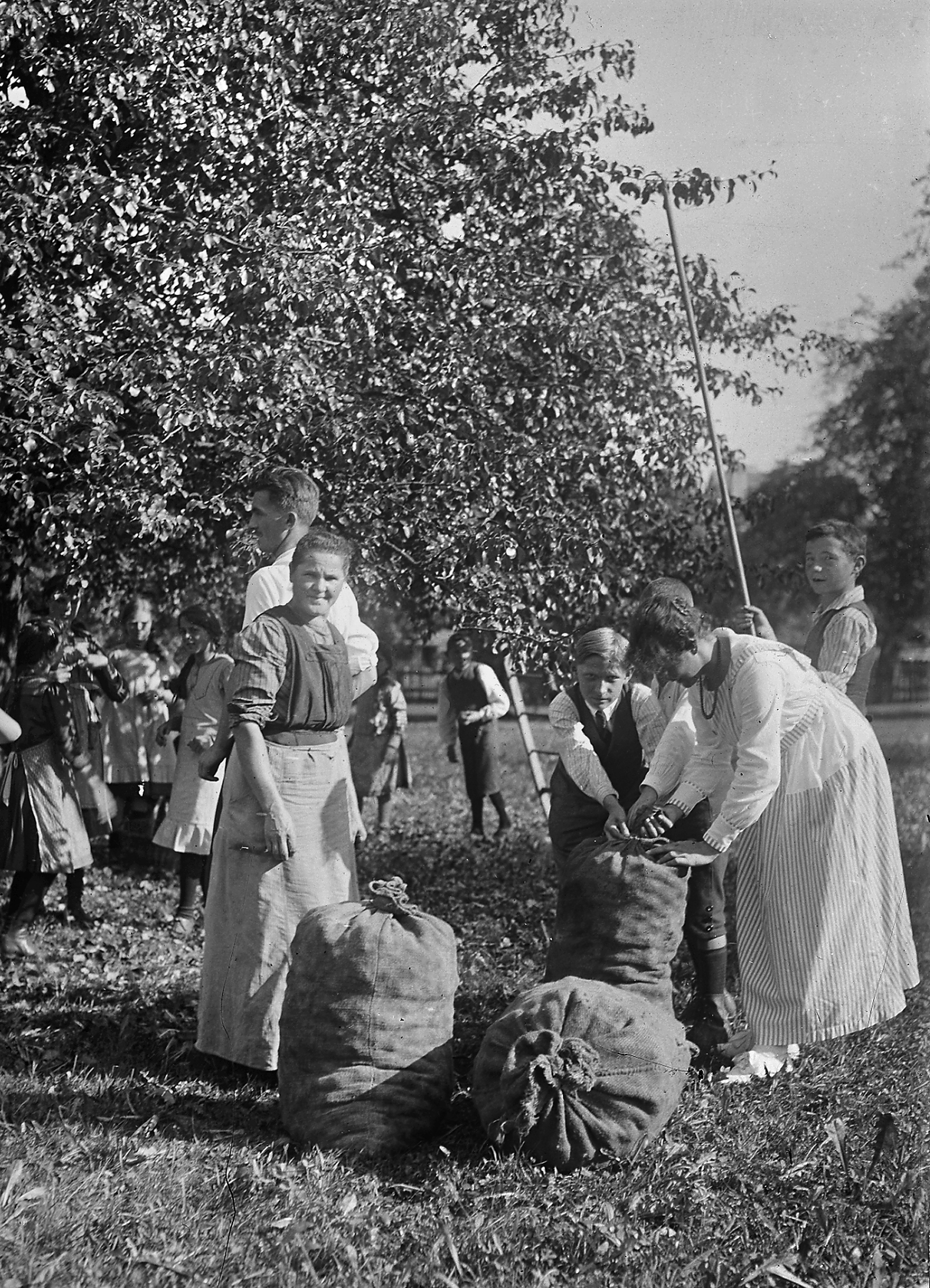 Bild Birnen- und Apfelernte